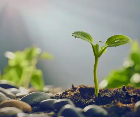 Zbliżenie na młodą, intensywnie zieloną roślinę kiełkującą z ziemi pomiędzy szarymi kamieniami. Roślina jest oświetlona jasnym, ciepłym promieniem słońca padającym z góry, a na jej liściach widać drobne krople wody. Tło jest rozmyte, co podkreśla symbolikę nowego życia i nadziei.
