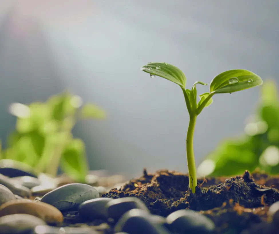 Zbliżenie na młodą, intensywnie zieloną roślinę kiełkującą z ziemi pomiędzy szarymi kamieniami. Roślina jest oświetlona jasnym, ciepłym promieniem słońca padającym z góry, a na jej liściach widać drobne krople wody. Tło jest rozmyte, co podkreśla symbolikę nowego życia i nadziei.